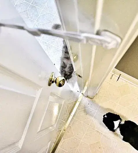 A cat slipping through a door held ajar by a Door Buddy Door Strap while a dog waits on the other side