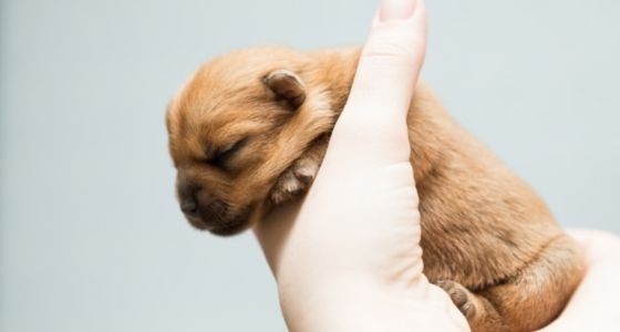 A hand holding up a small brown puppy