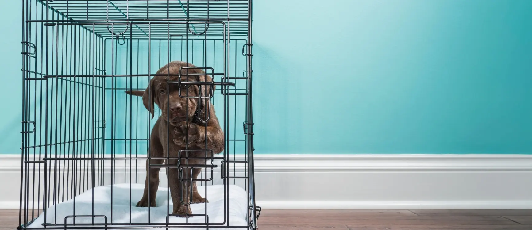 A dog sits in a cage against a blue wall, illustrating the concept of crate training.