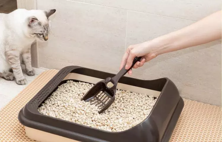 cat litter