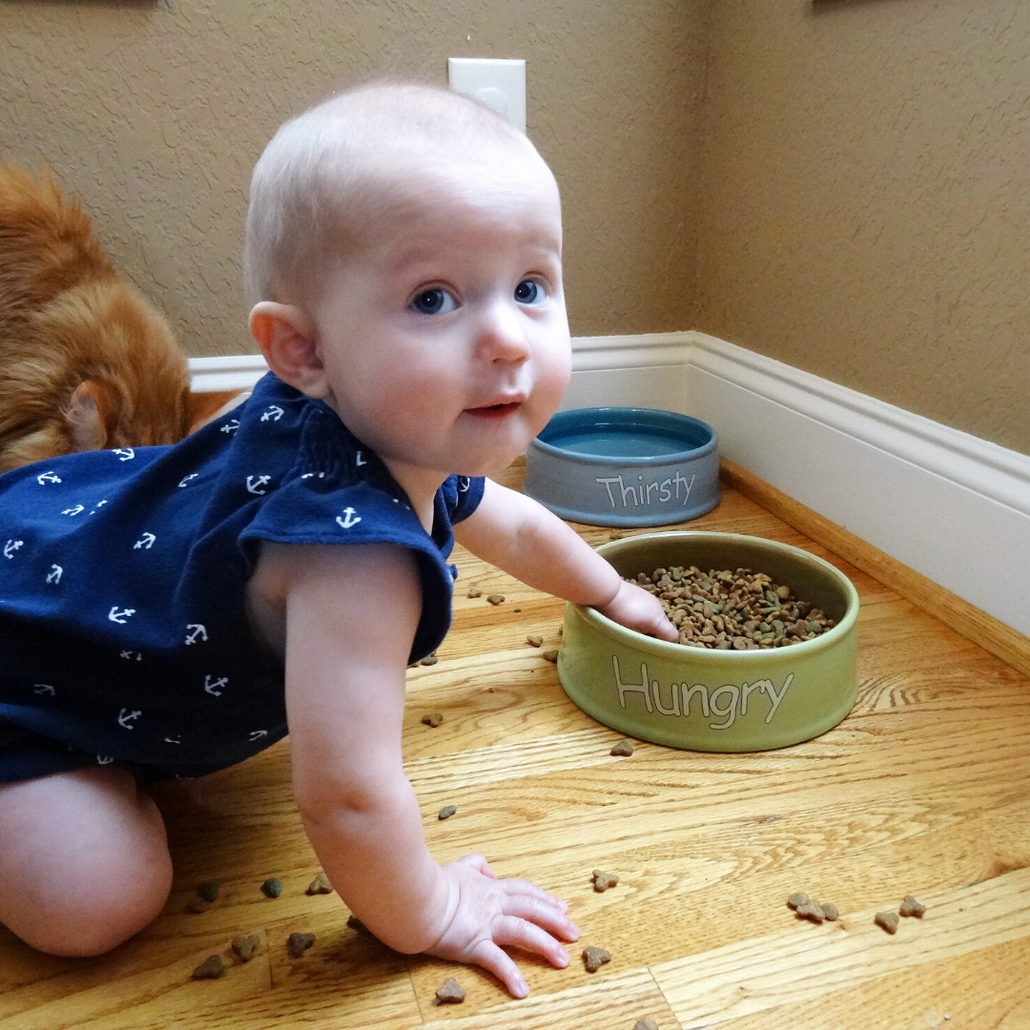 Baby crawling near cat food bowls, showing the problem Door Buddy solves by keeping babies and dogs out of litter box rooms.