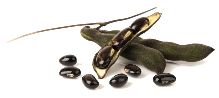 Velvet Bean