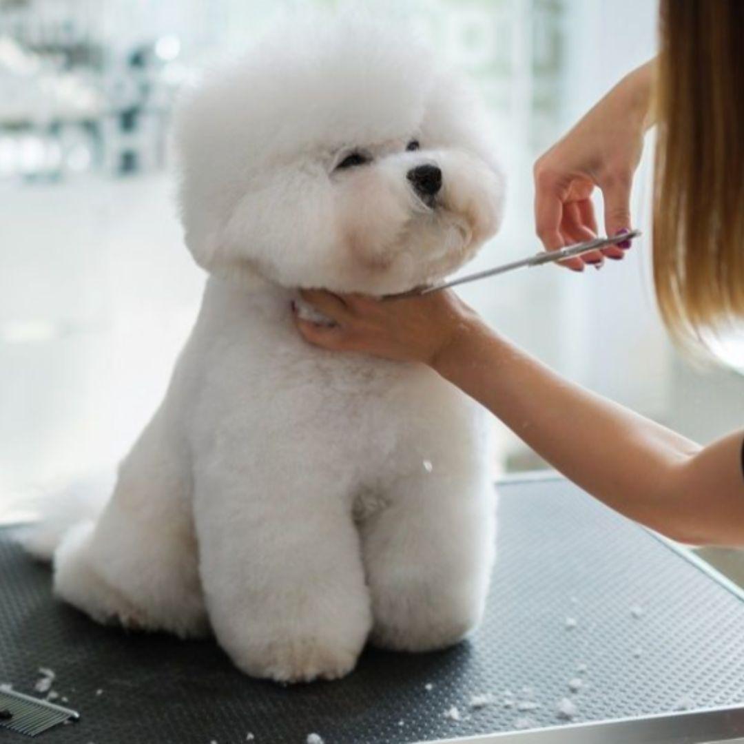 Puppy hair trimming