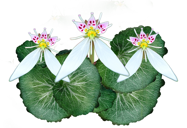 Saxifraga Sarmentosa (Strawberry Begonia) Extract