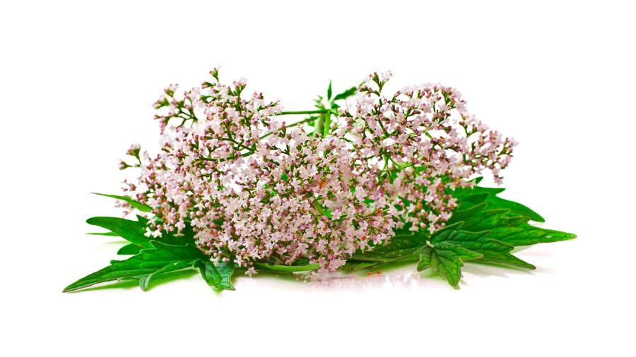 Valerian flowers and leaves