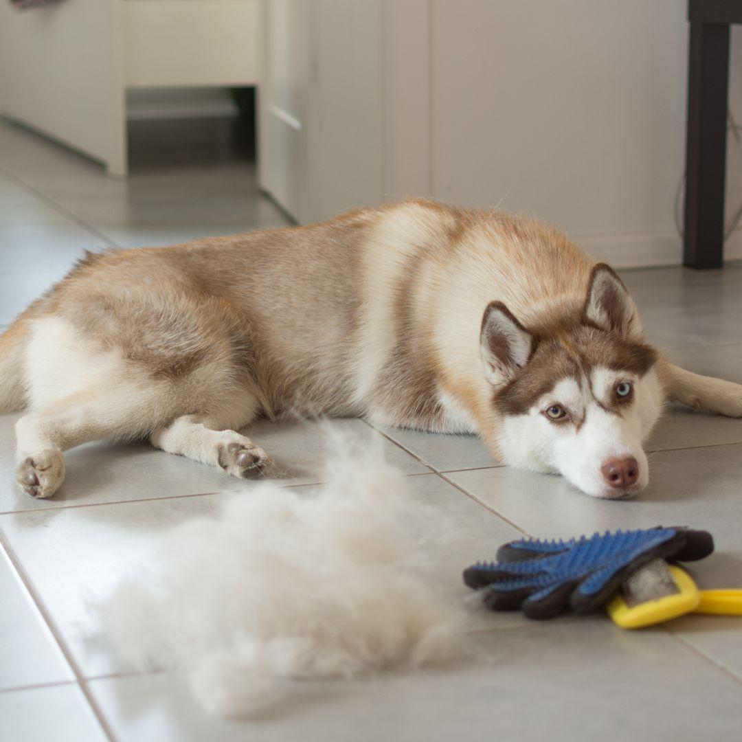 Husky lying next to ball of dog fur