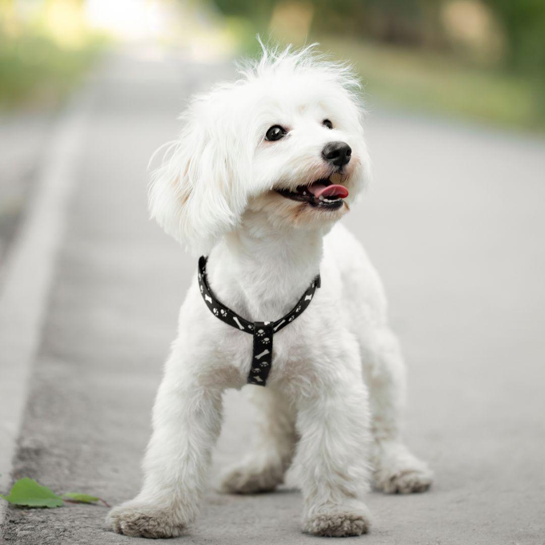 White Maltese in harness