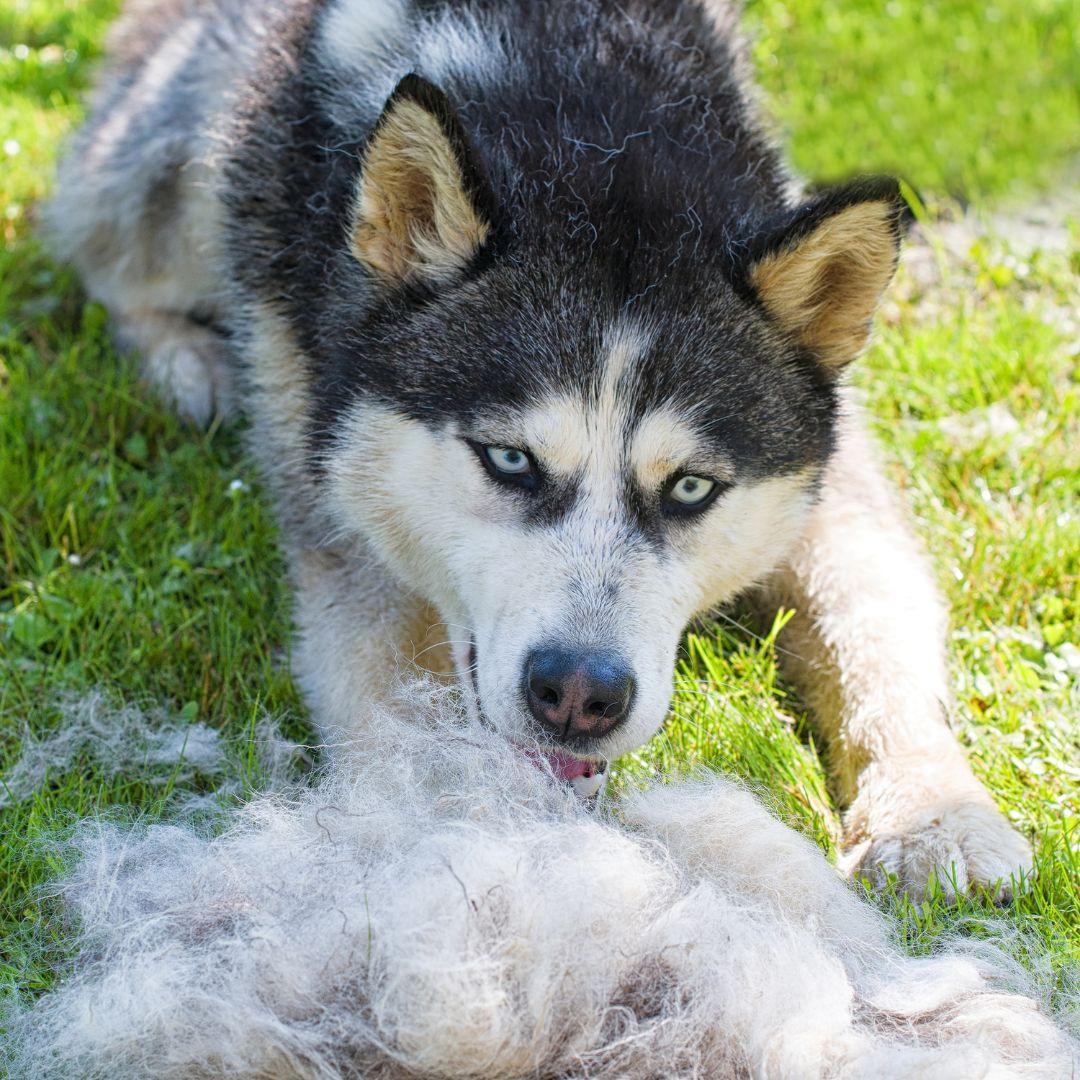 Husky with pile of shedded dog fur