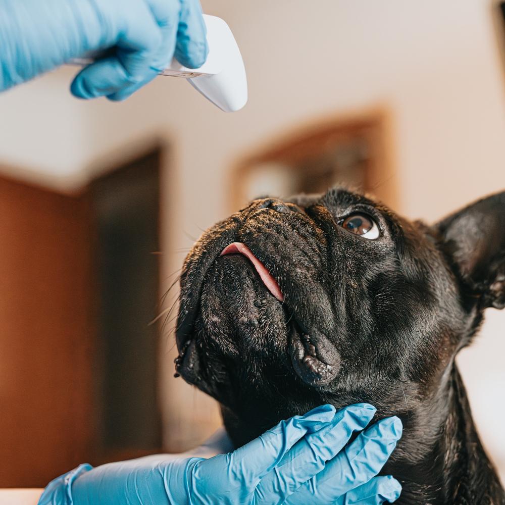 Vet in uniform taking the temperature of sick dog
