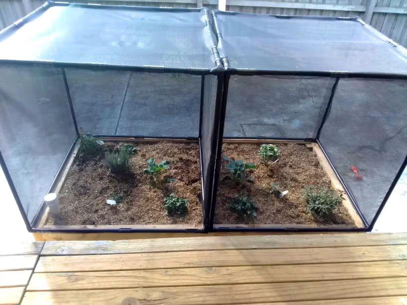 Assembled PestFree Covers protecting vegetables in raised garden beds.