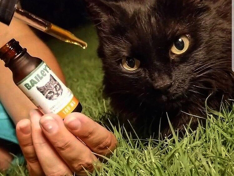 CBD Oil for Cats with IBD: Can Hemp Help?