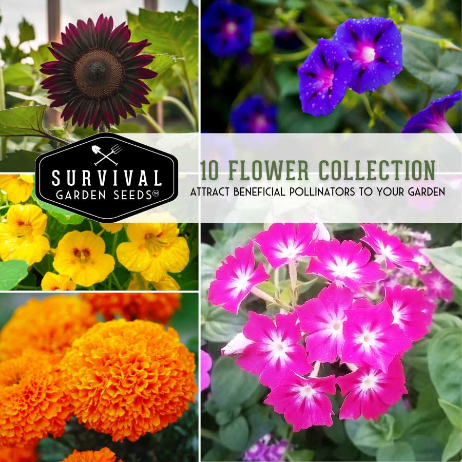 10 Flower Heirloom Seed Collection