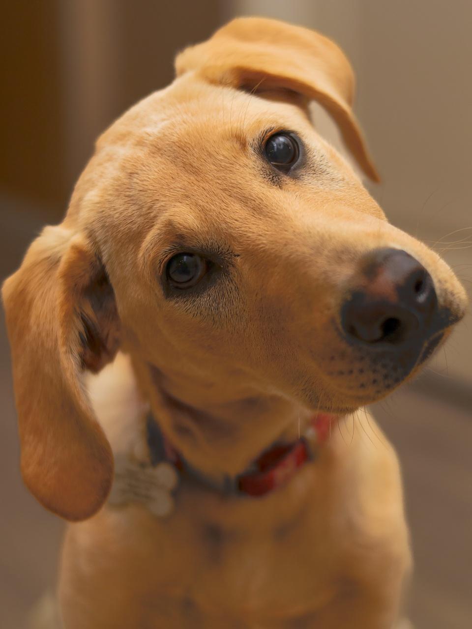 Selective focus on yellow Labrador face with tilted head.