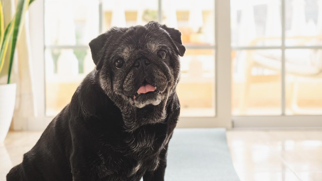 Old black pug