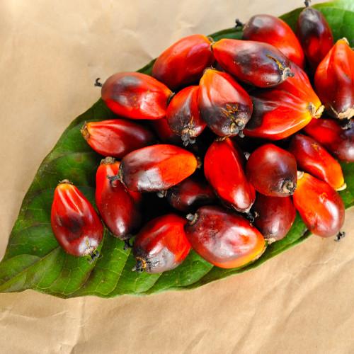 Fruit from a palm tree sitting in a pile on a green leaf.