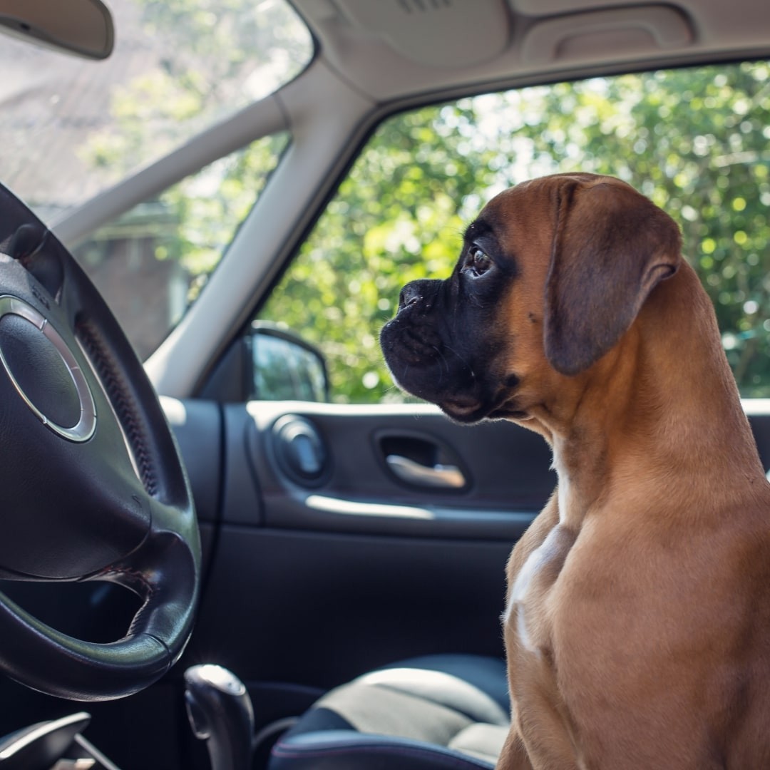 Dog on the driver seat