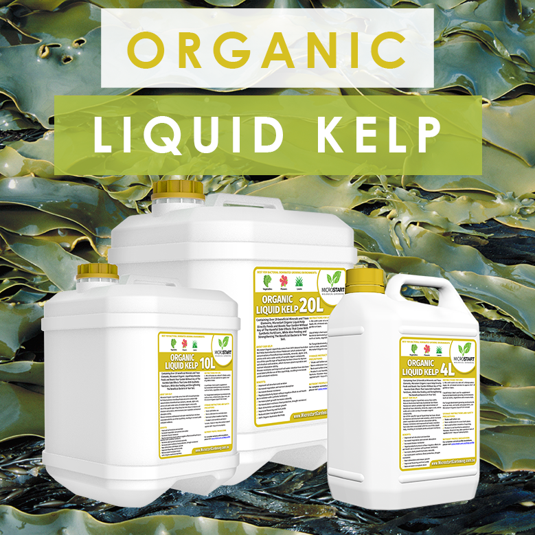 Liquid kelp on sale