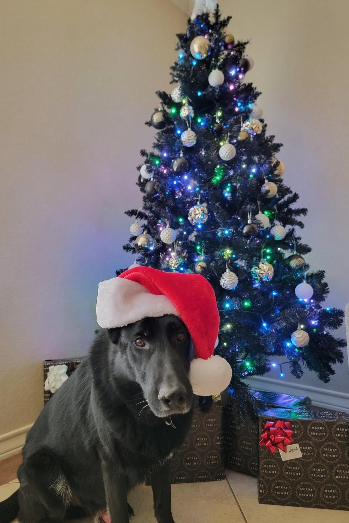 areck in a santa hat