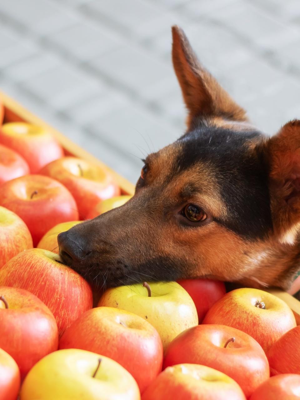 Yellow jacketed dog sniffs natural apples