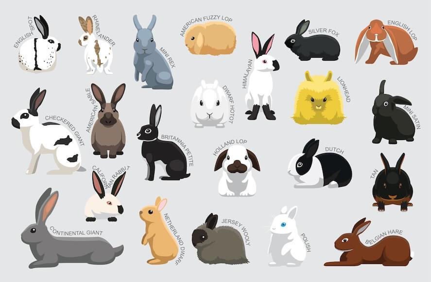 different rabbit breeds