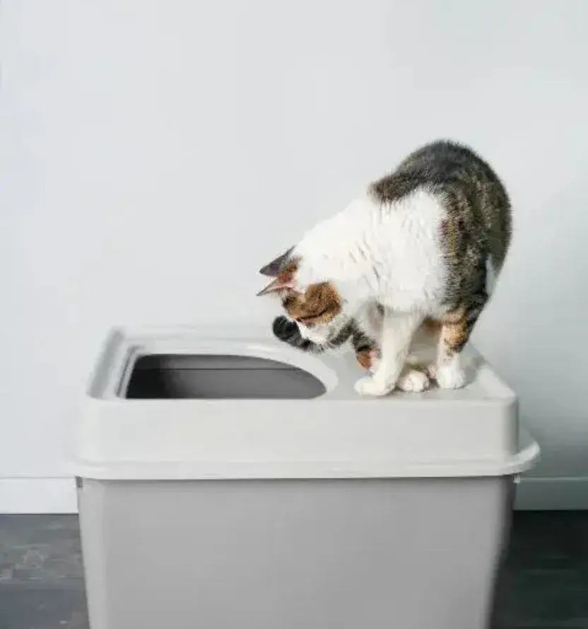 a dog trying to knock a glass over