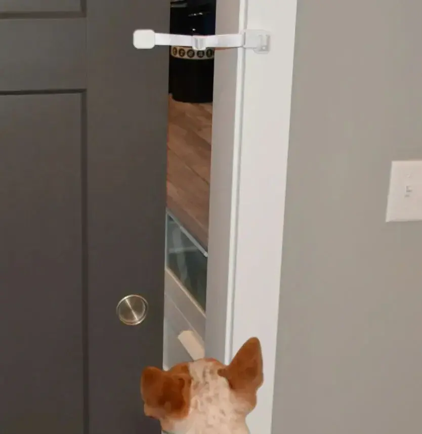 A dog looks at a partially open door secured with a door buddy strap, unable to pass through. The scene conveys curiosity and slight frustration.