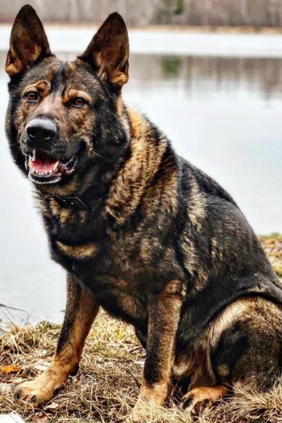 k9 marek 321 on the lakeshore