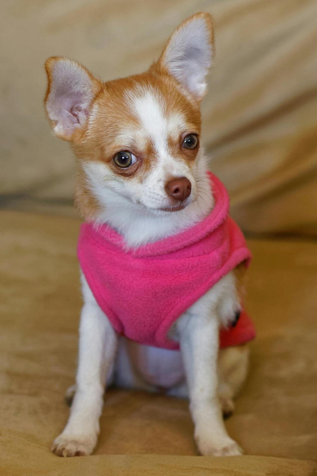 Golden or Yellow-Toned Chihuahuas