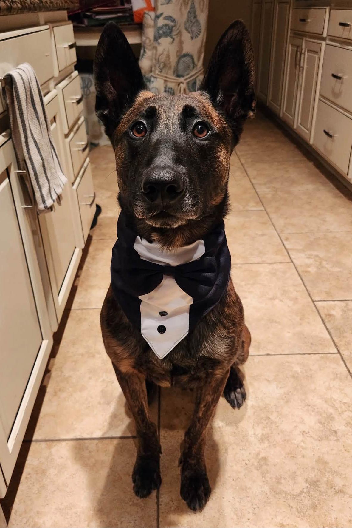 mpc bak wearing a tuxedo