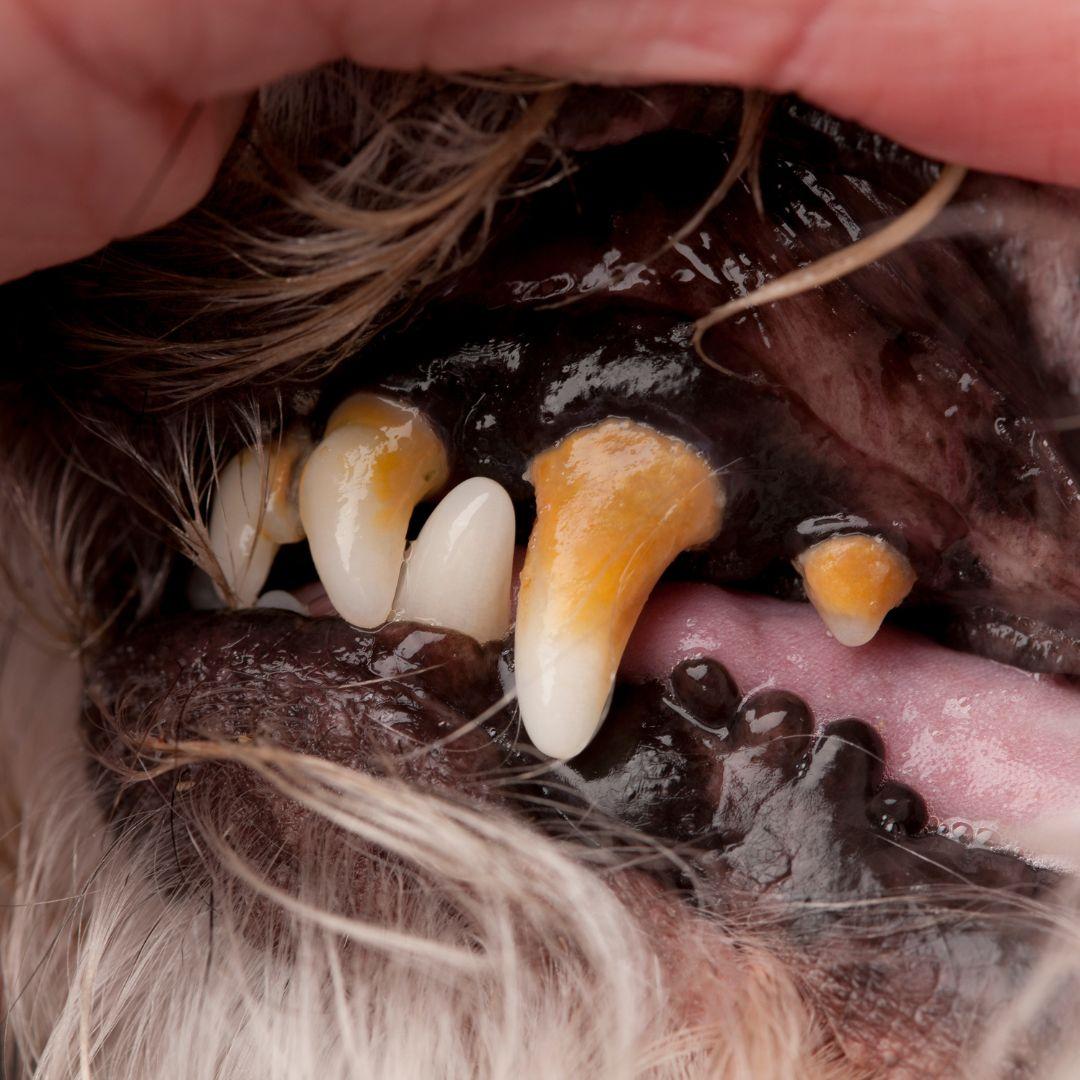 Maltipoo infected teeth