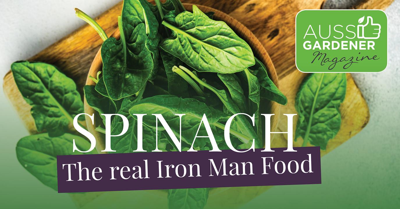 Spinach the real Iron Man Food . — Aussie Gardener