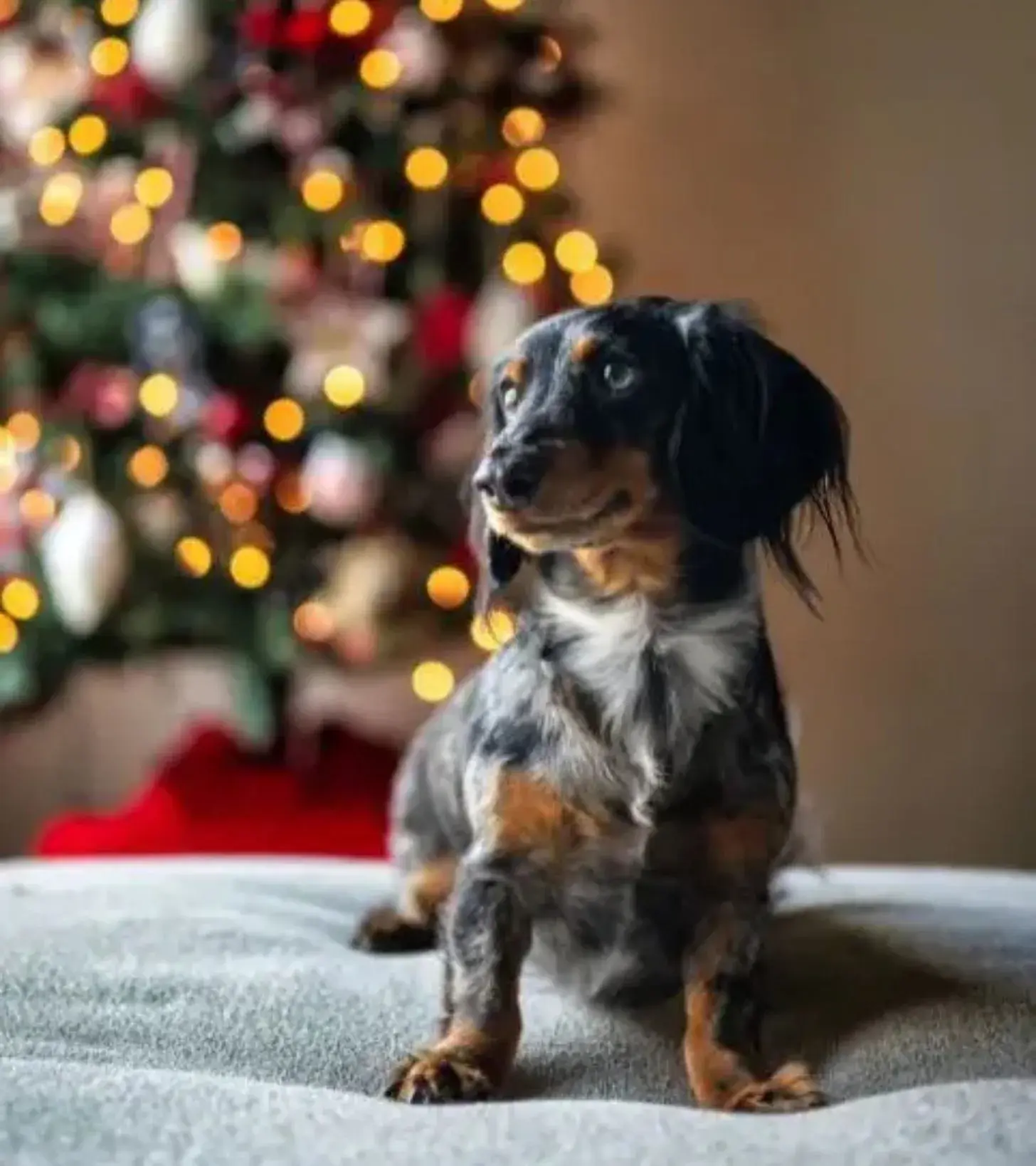 A dachshund sitting on a bed, with a decorated Christmas tree in the background, creating a festive atmosphere.