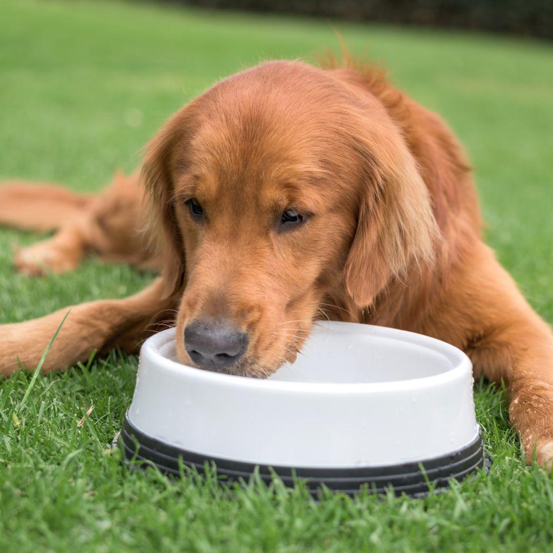 Retriever drinking from water bowl