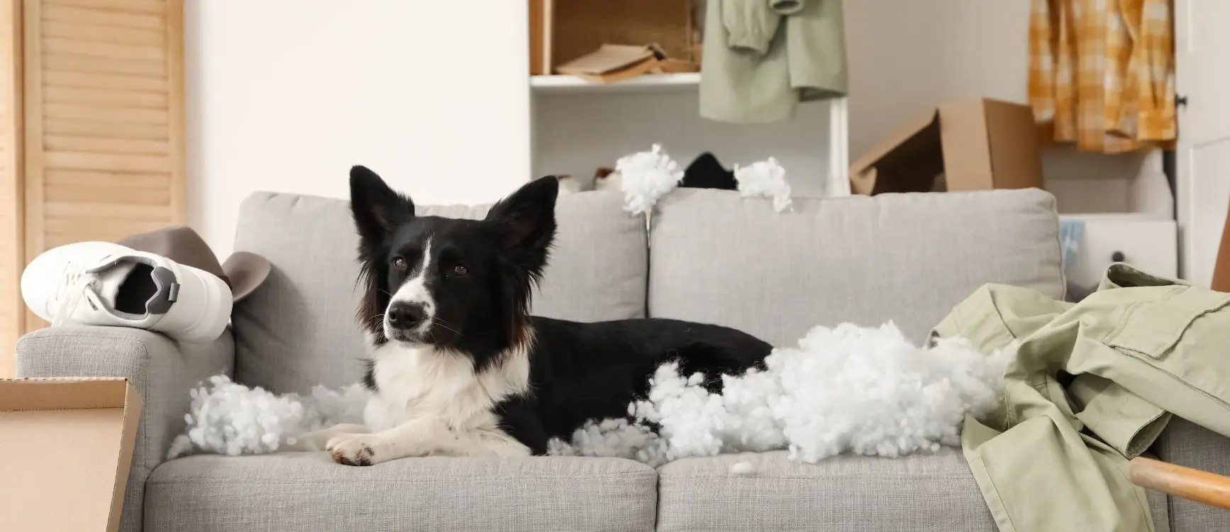 A black and white dog lies on a messy gray couch surrounded by torn stuffing. The room is cluttered with clothes and boxes, creating a chaotic scene.