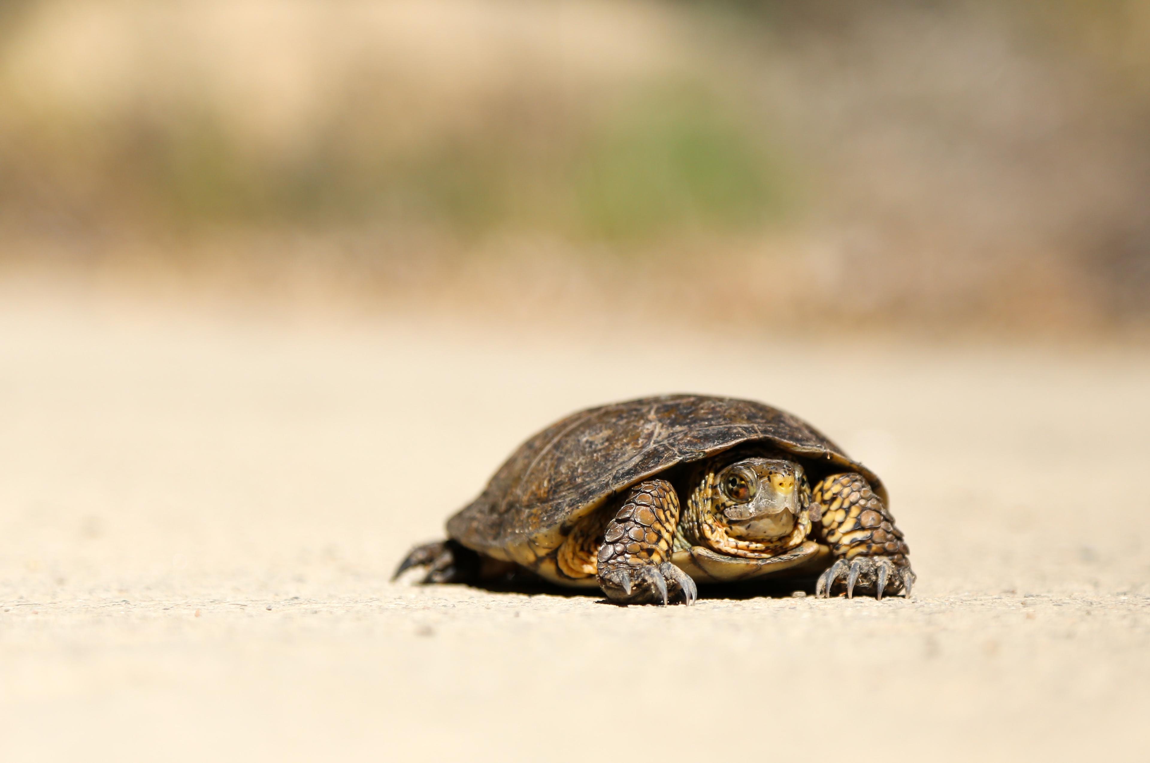 turtle in the desert