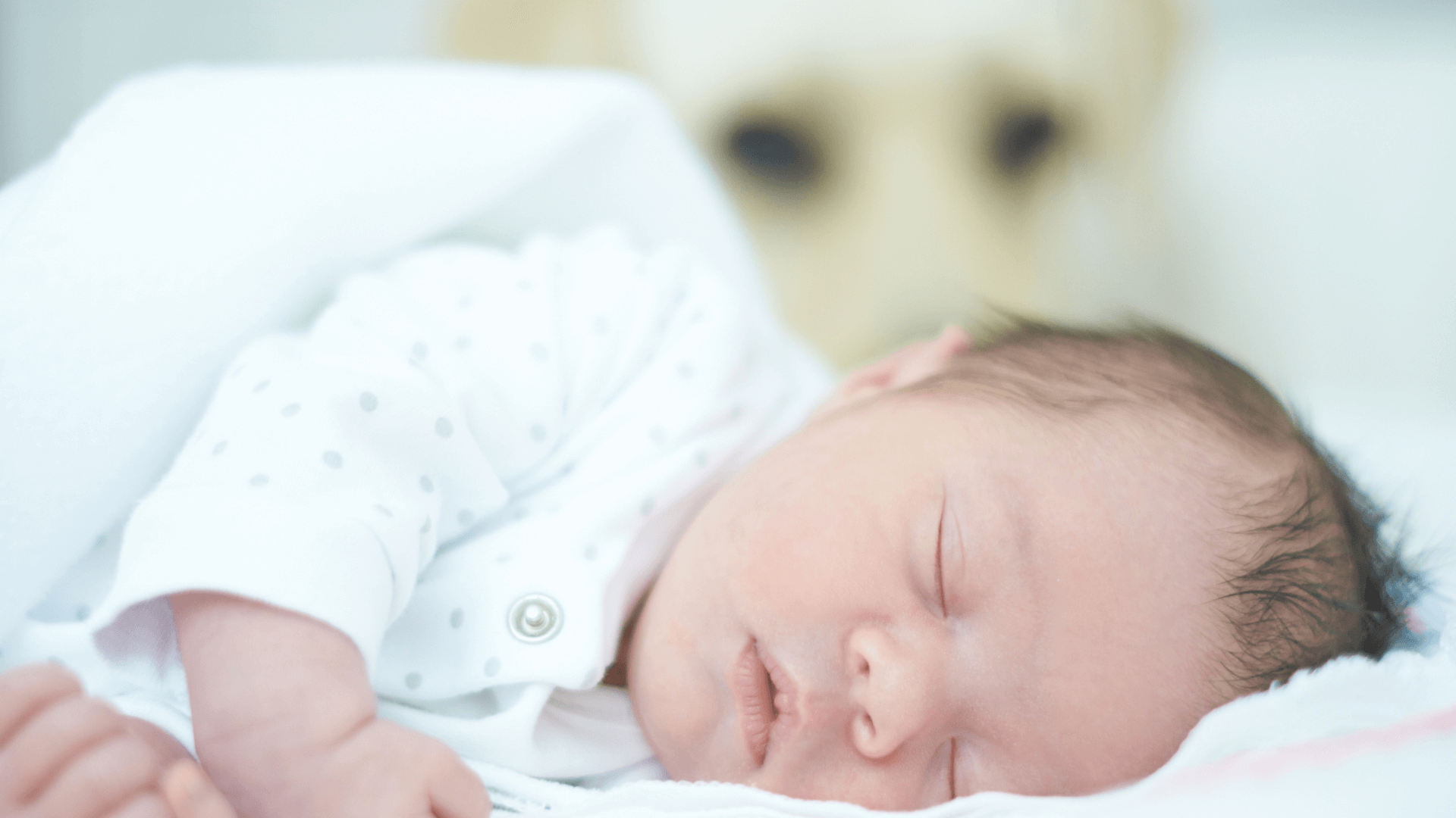 dog behavior with new baby - blog image