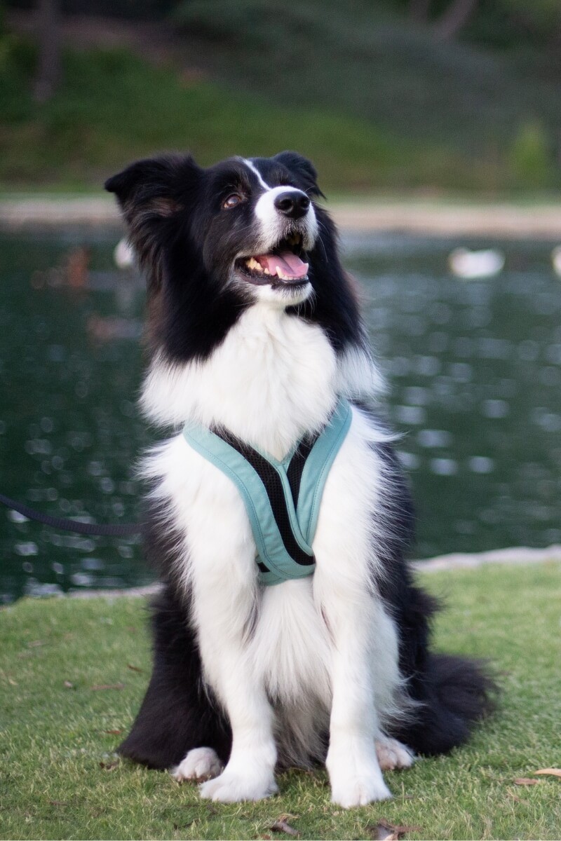 a border collie wearing gooby's escape free comfort x one in seattle blue