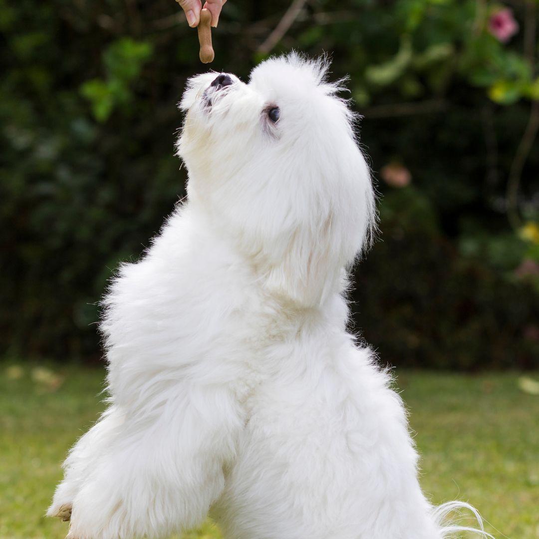 Dog getting a treat