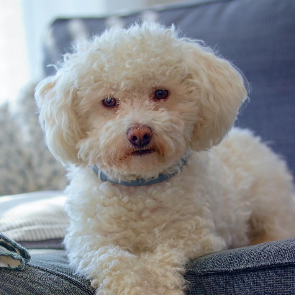Portrait of a cute bolognese dog