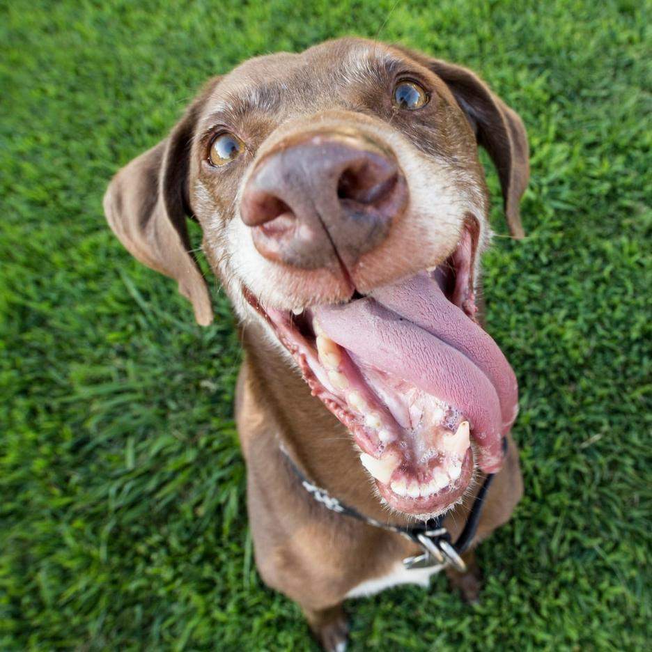 Understanding Your Dog's Emotions