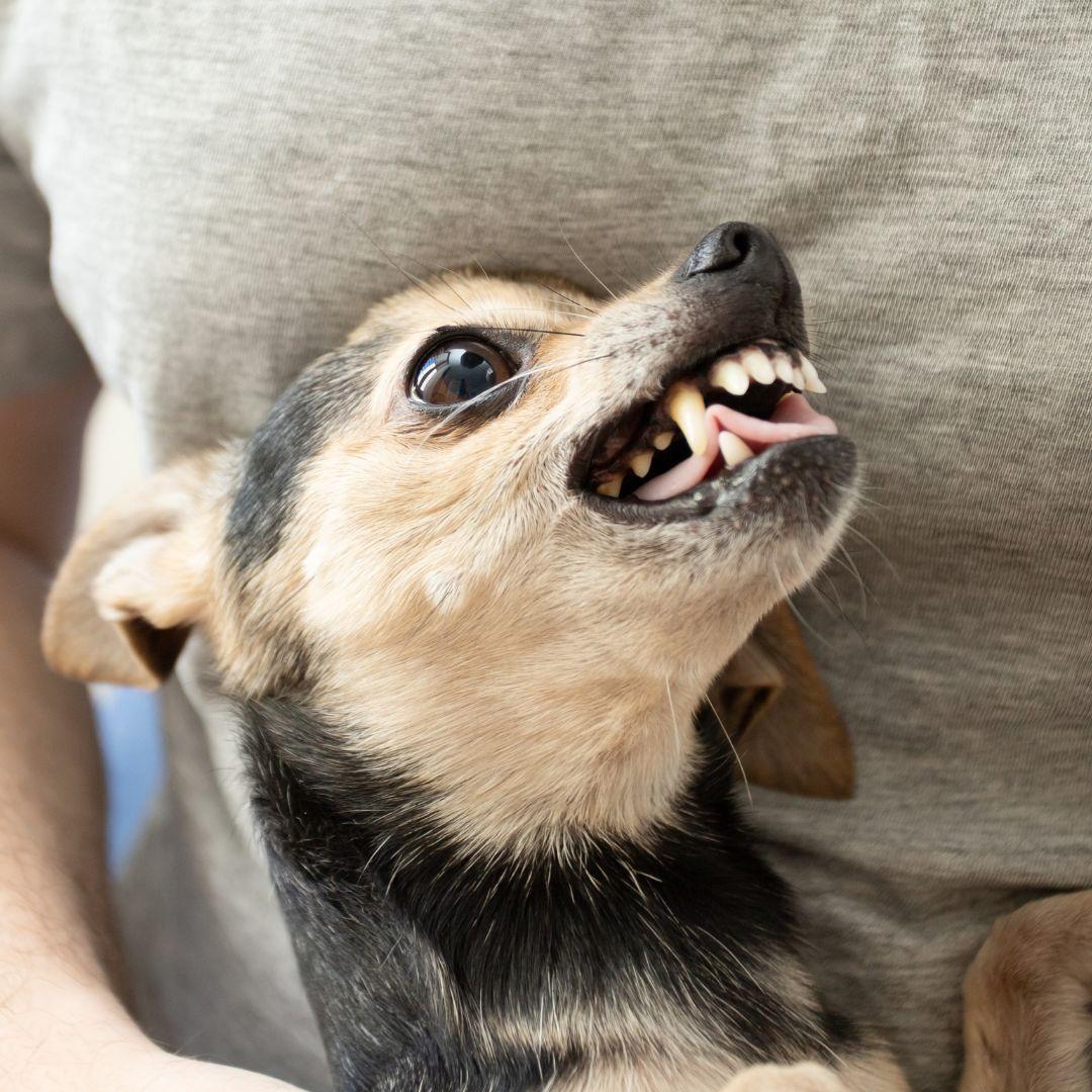 Chihuahua teeth