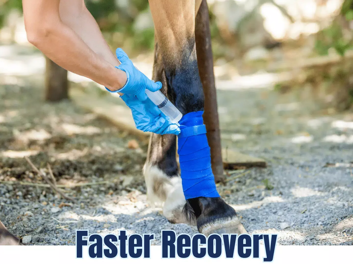 Selvita Equine Recovery