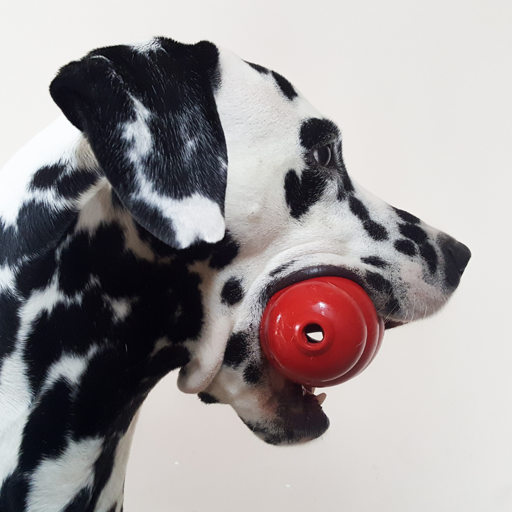 Dalmatian dog with a red toy in its mouth