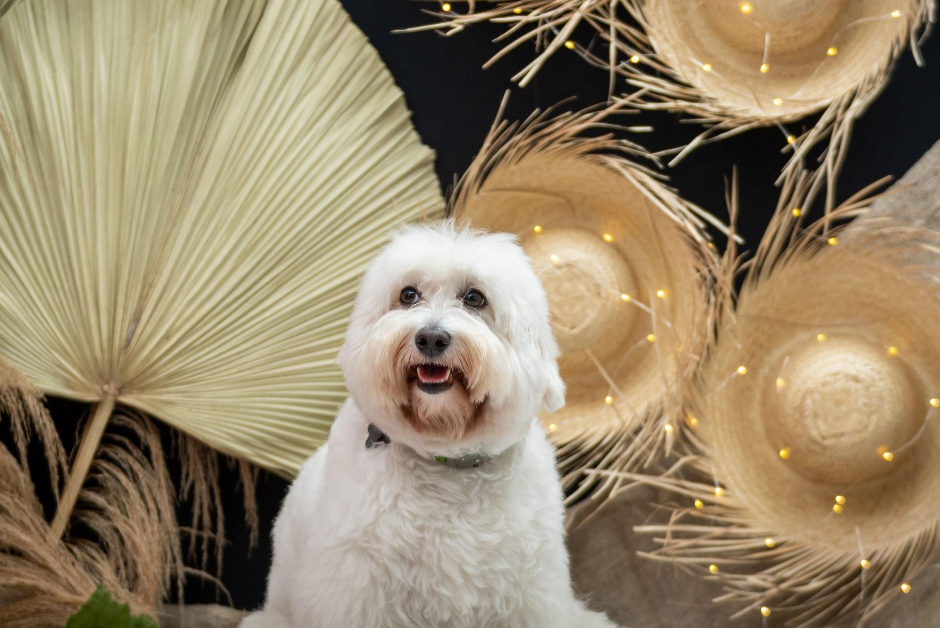 White Havanese Dog with native hat and fan at the background