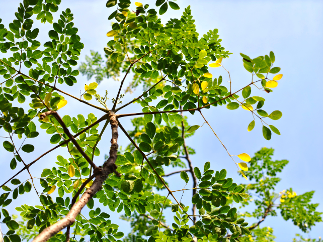 Moringa Plant
