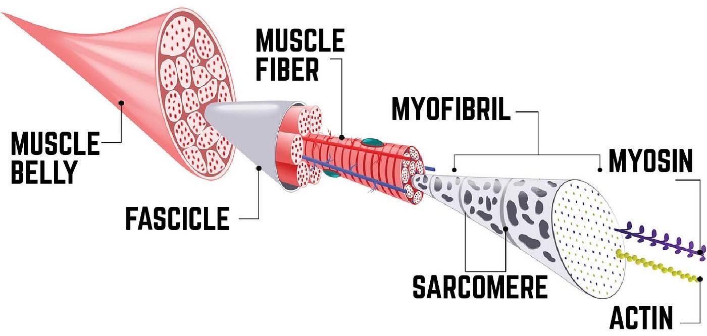 Build Muscle Fast: Everything You Need To Know - Astroflav