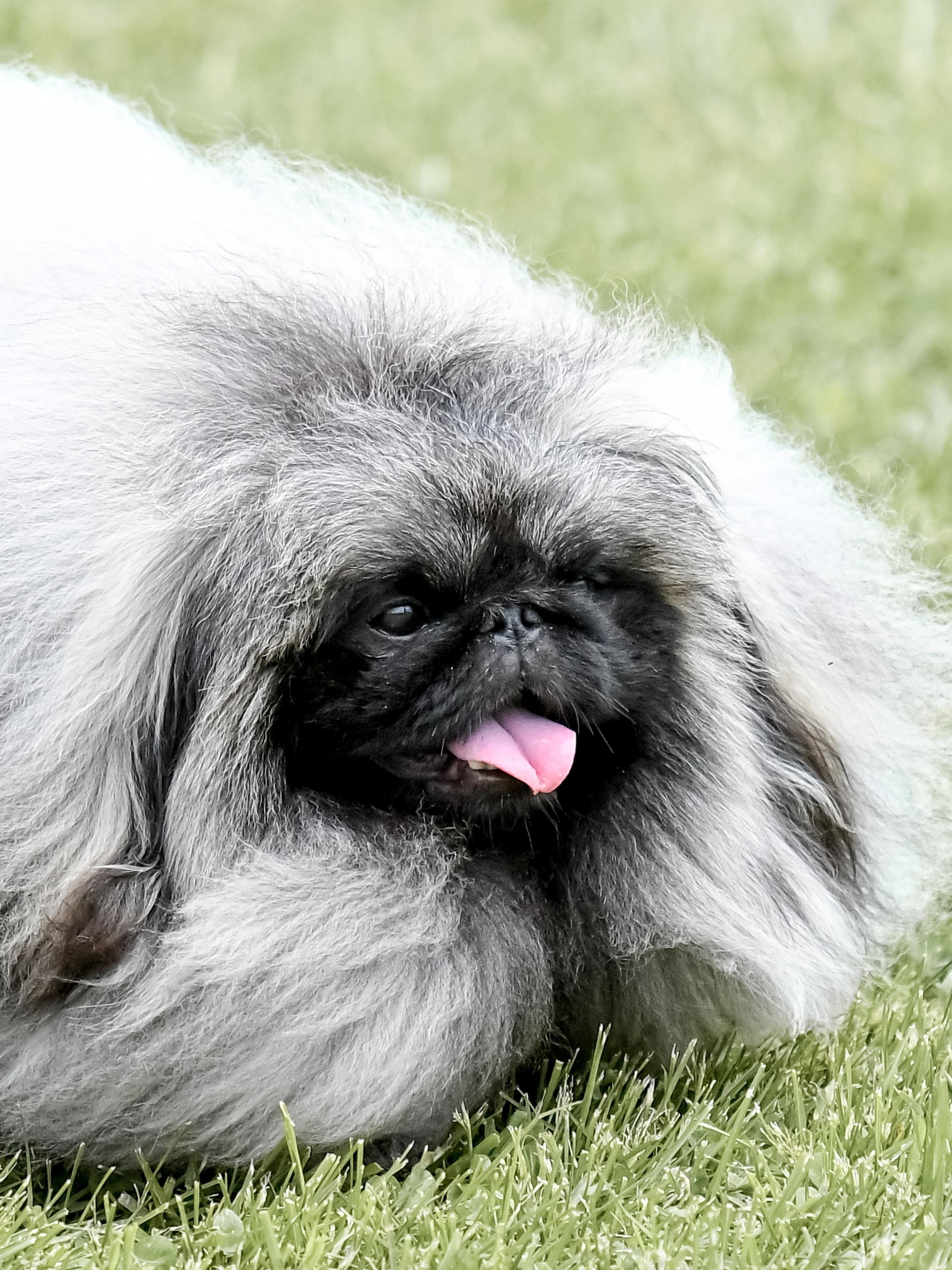 Pekingese dog