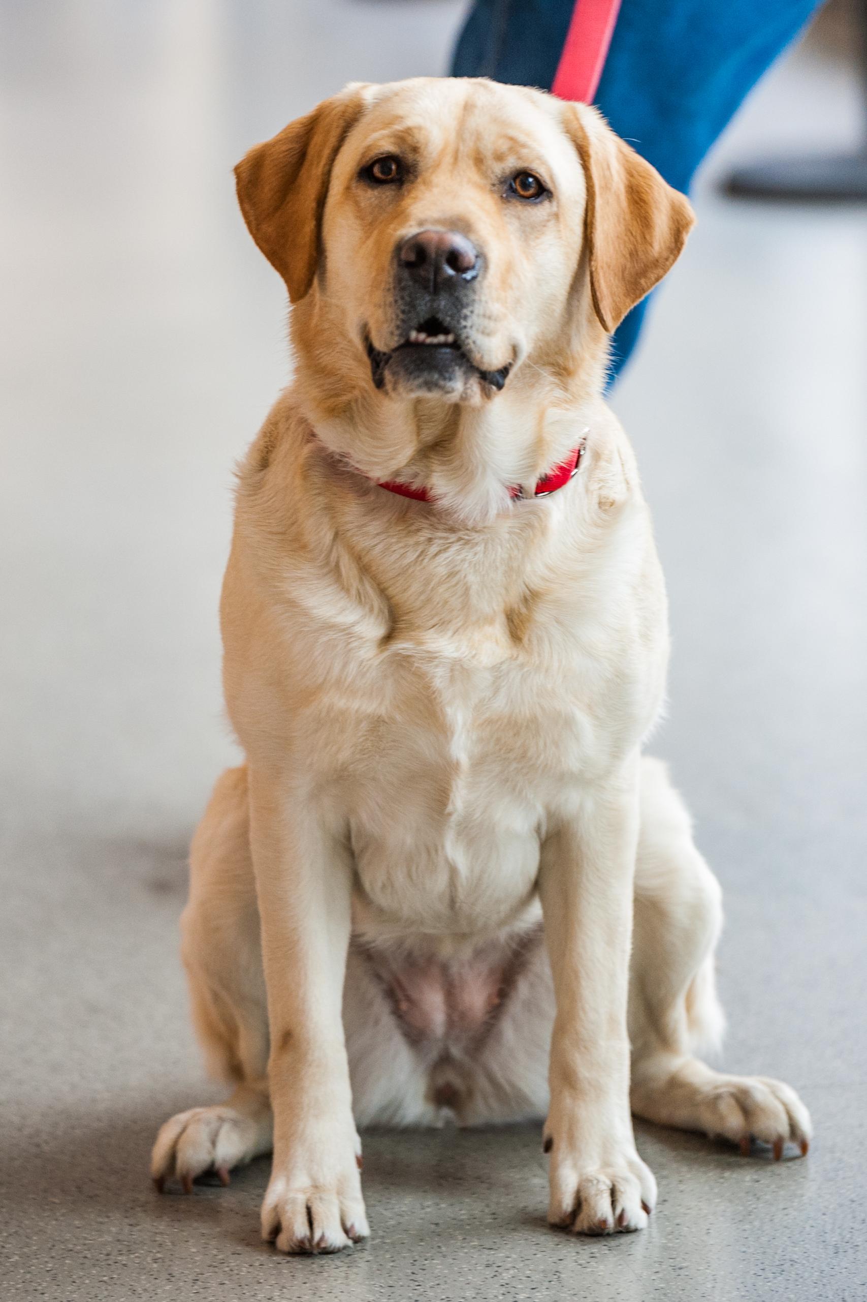 k-9 daisy-kukui