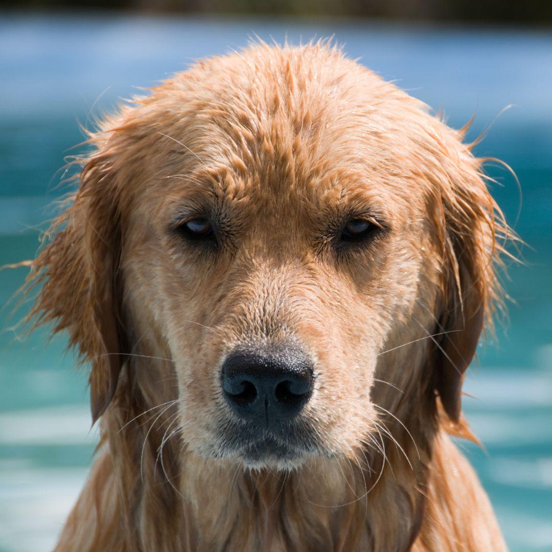 Wet dog