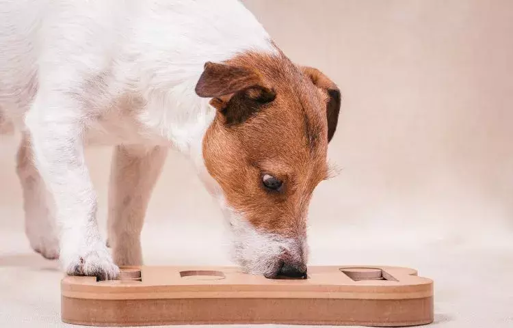 puzzle toys dogs